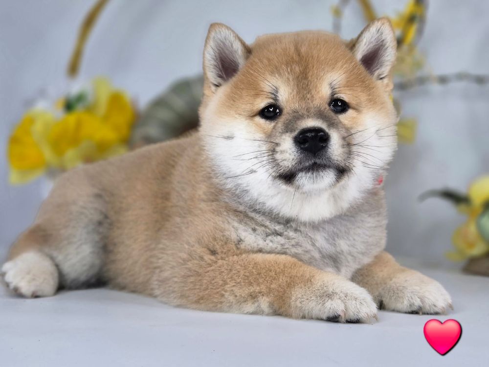 Shiba piękna czerwona suczka