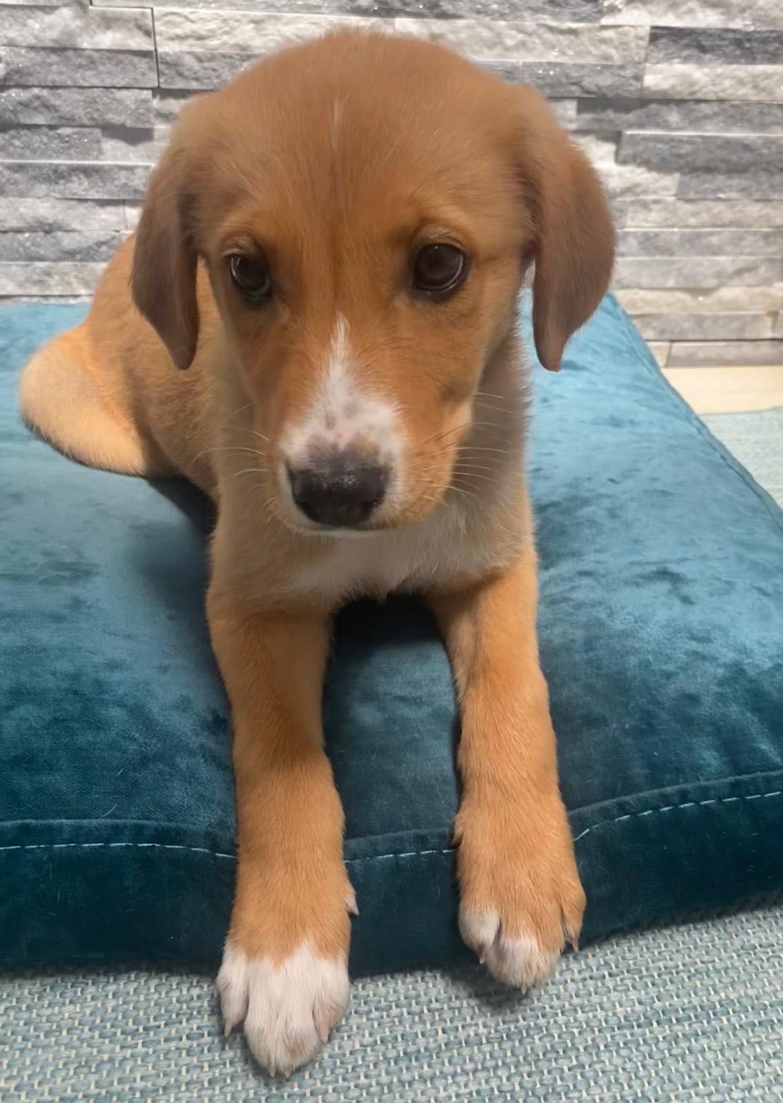 Cachorro para adoção RESPONSÁVEL