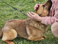 Młody pies Sezamek do adopcji