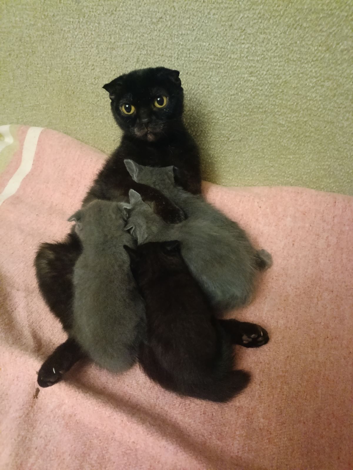 Шотландська прямовуха киця