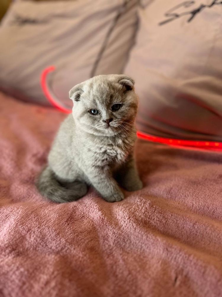 Кошенята шотландські висловухі