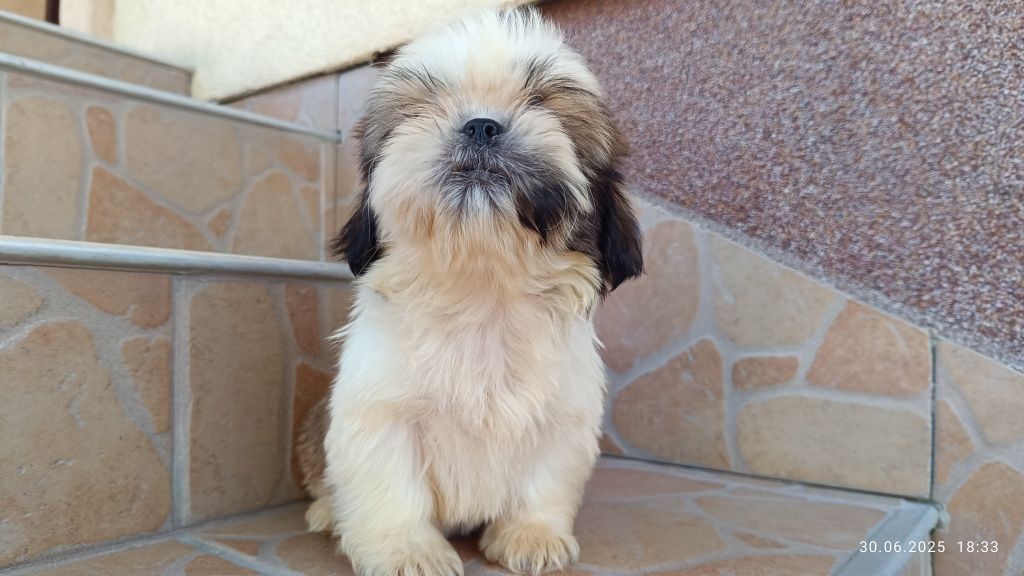 Piesek szczeniak shih tzu