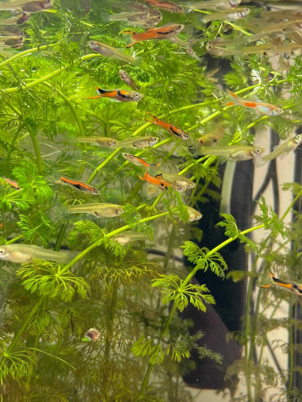 Peixes - Guppy endler e plantas