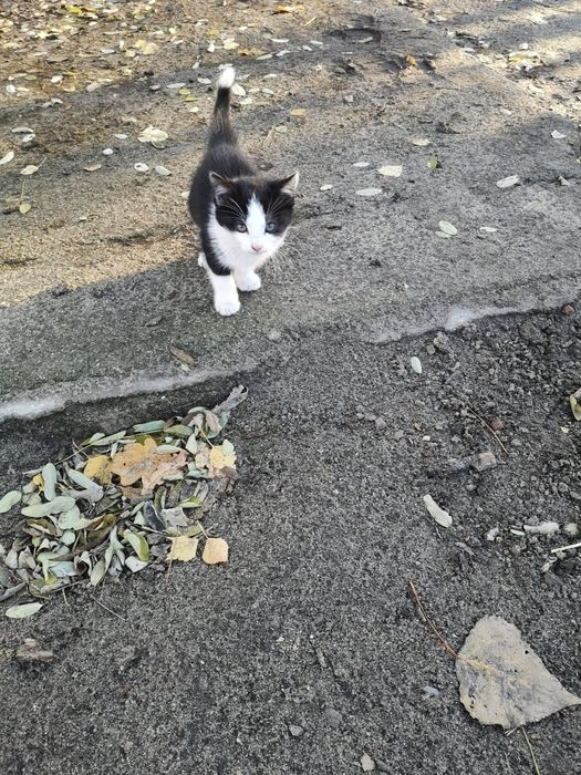 Oddam w dobre ręce małe kotki