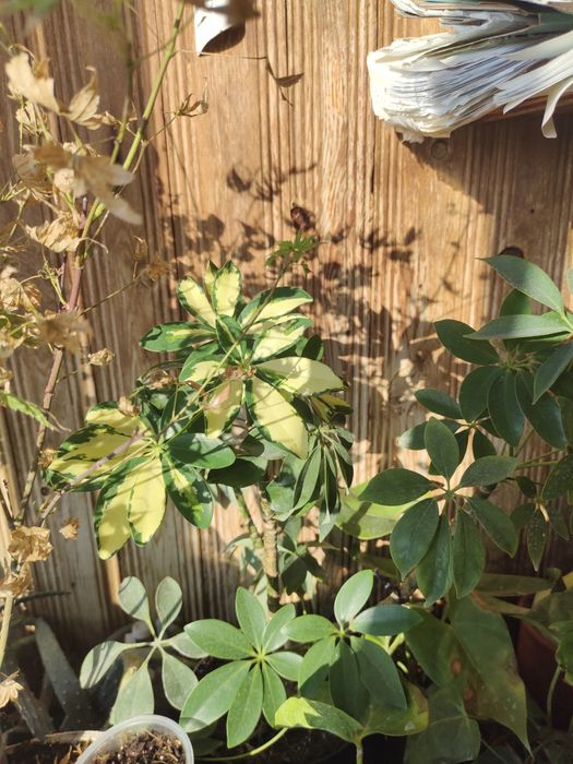 Шефлера вариегатная