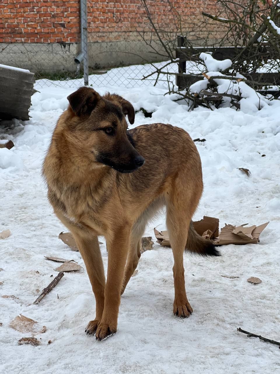 Собачка шукає дім