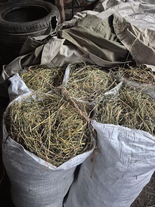 Продам сіно 100 грн мішок, від 10 по 60 грн.