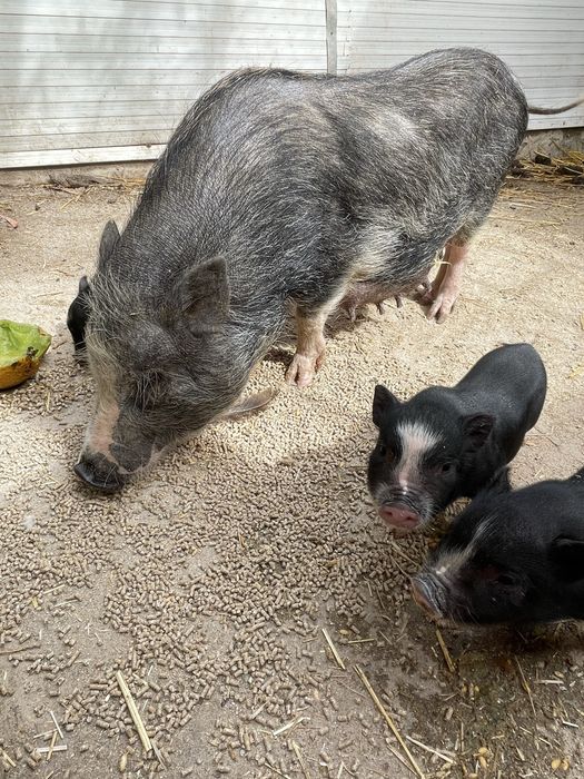 Mini pig/ porco anão