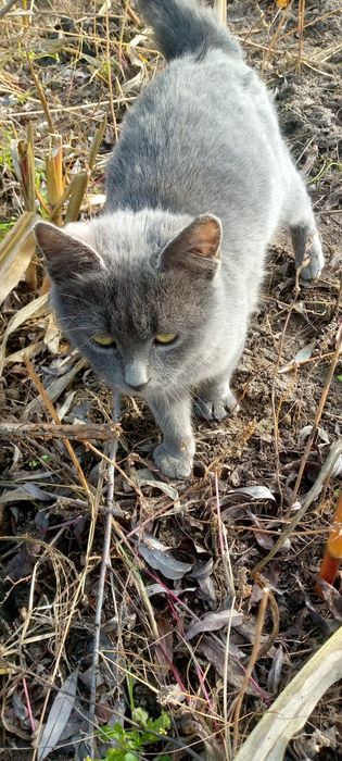 Продам молоденьку кішечку