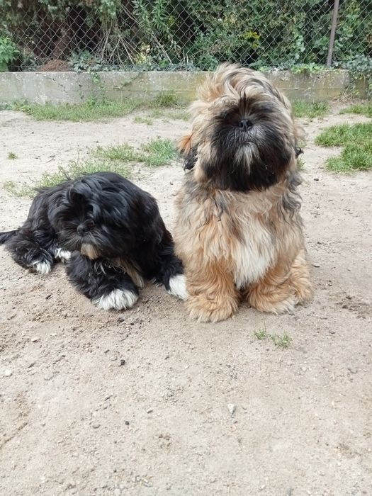 Szczeniaczki shih tzu