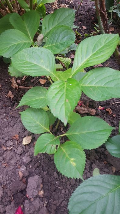 Гортензія садова багаторічна