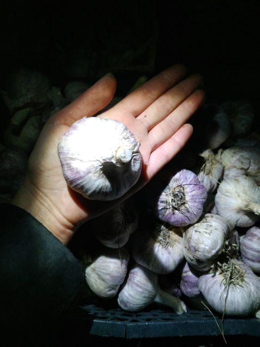 Продам посадковий часник,  зимовий Рокамболь