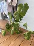 Oddam monsterę za darmo