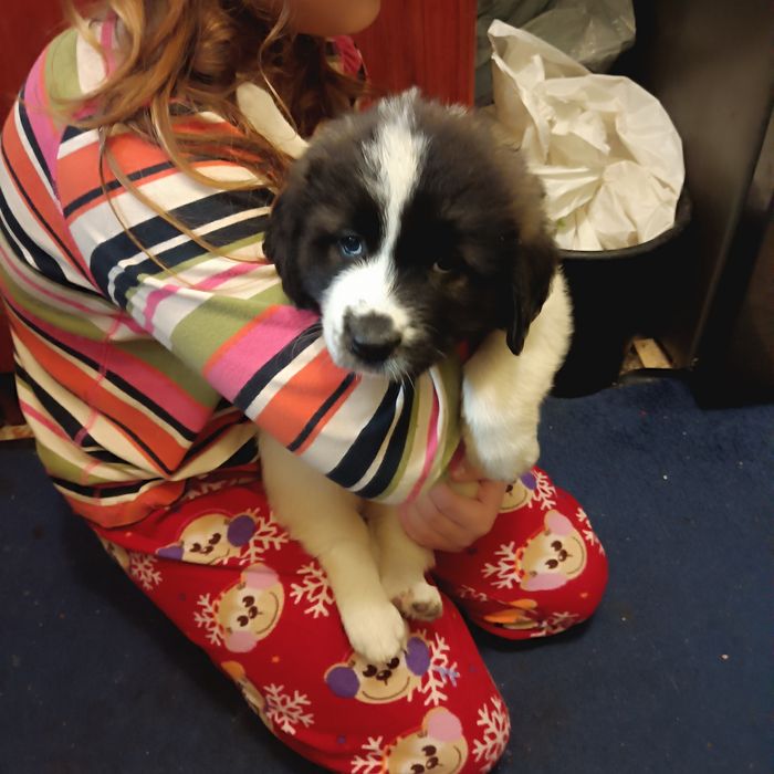 Продам щенков московской сторожевой