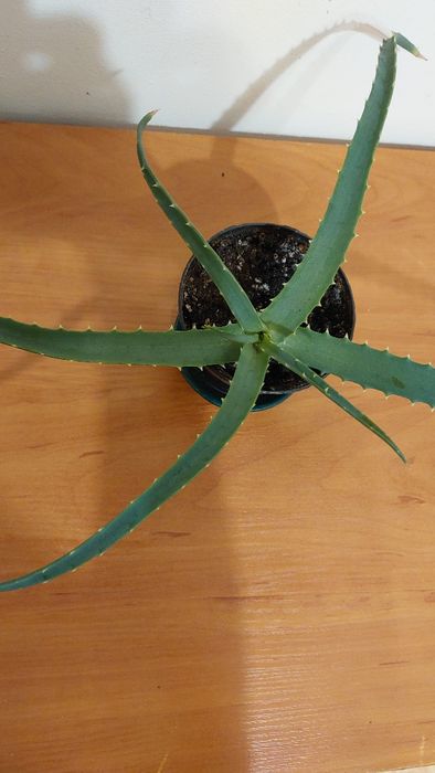 Aloes drzewiasty