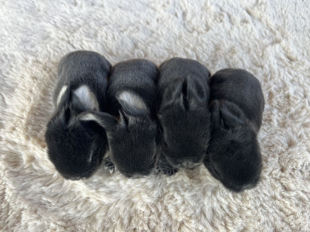 Karzełek Baranek/Mini Lop - Rodowód/Metryka Królik Króliki