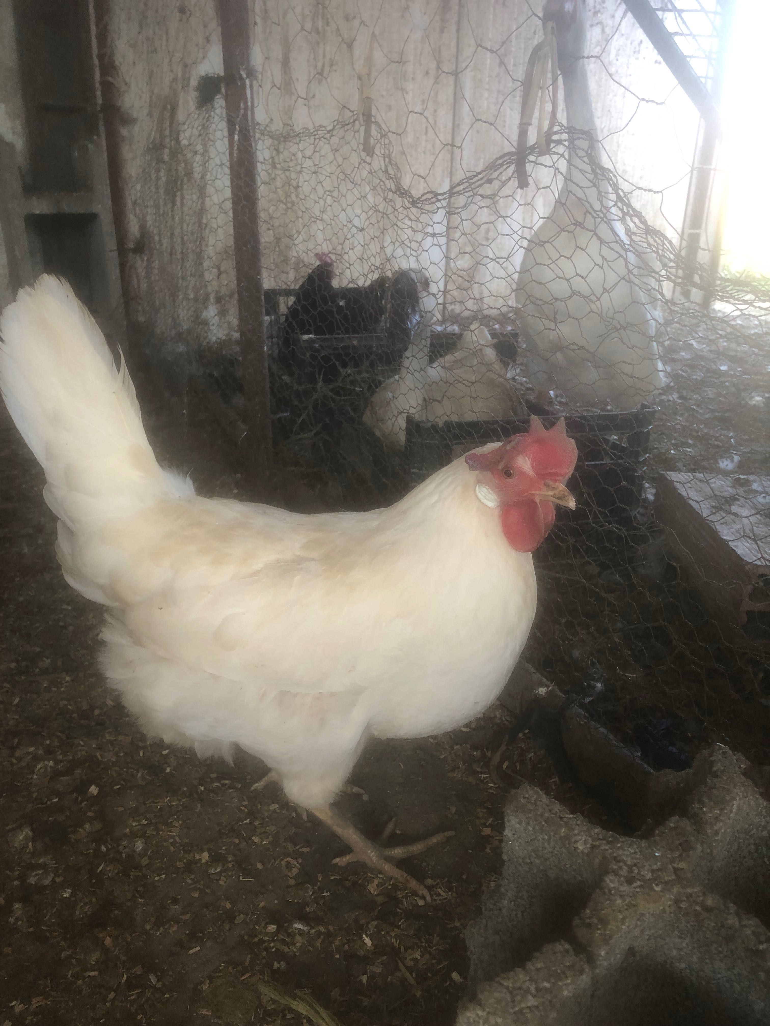 Ovos de várias raças de aves para venda…