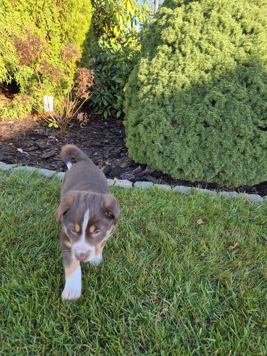 Szczeniaki border collie ZAREZERWOWANE