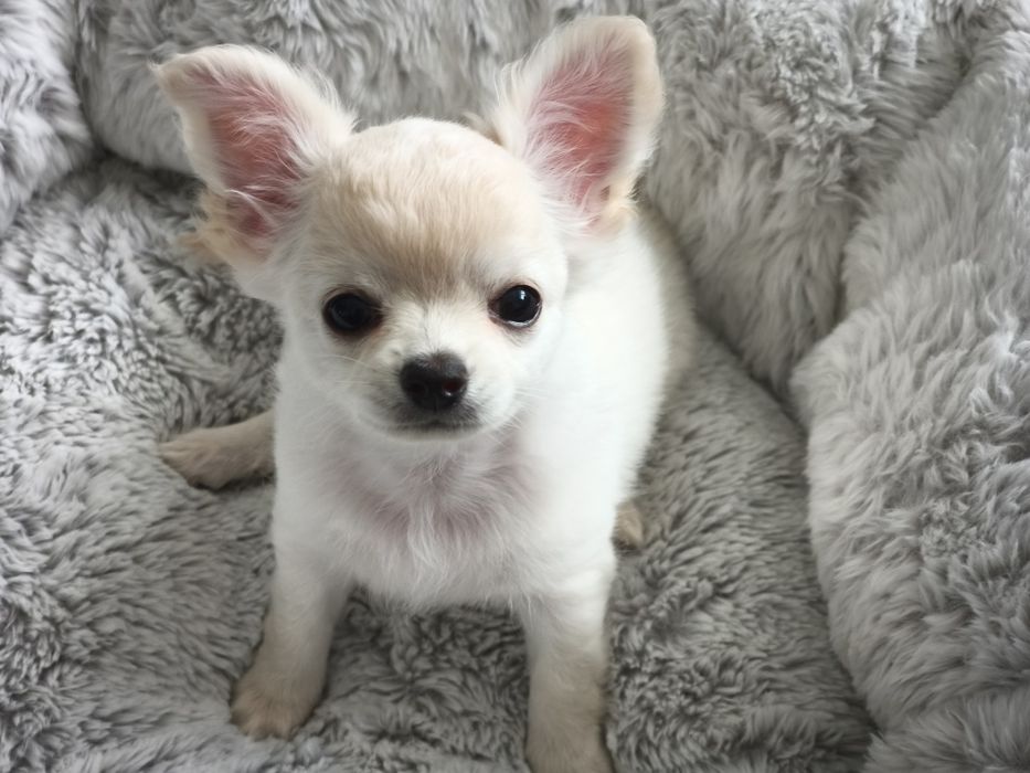 Chihuahua biało kremowa gotowa do zmiany domu