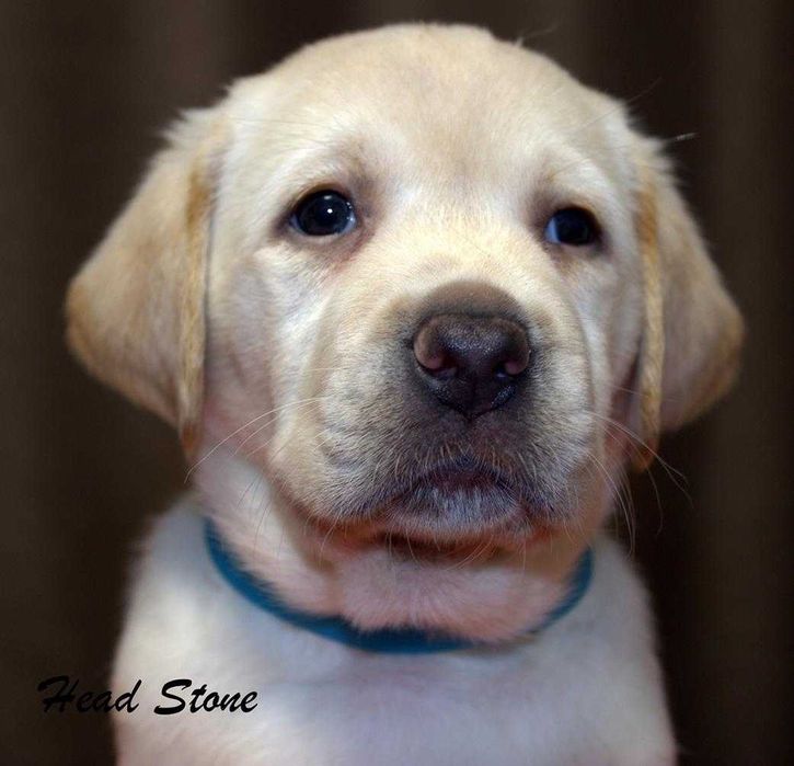 Лабрадор ретривер, Щастье в ваш дом.