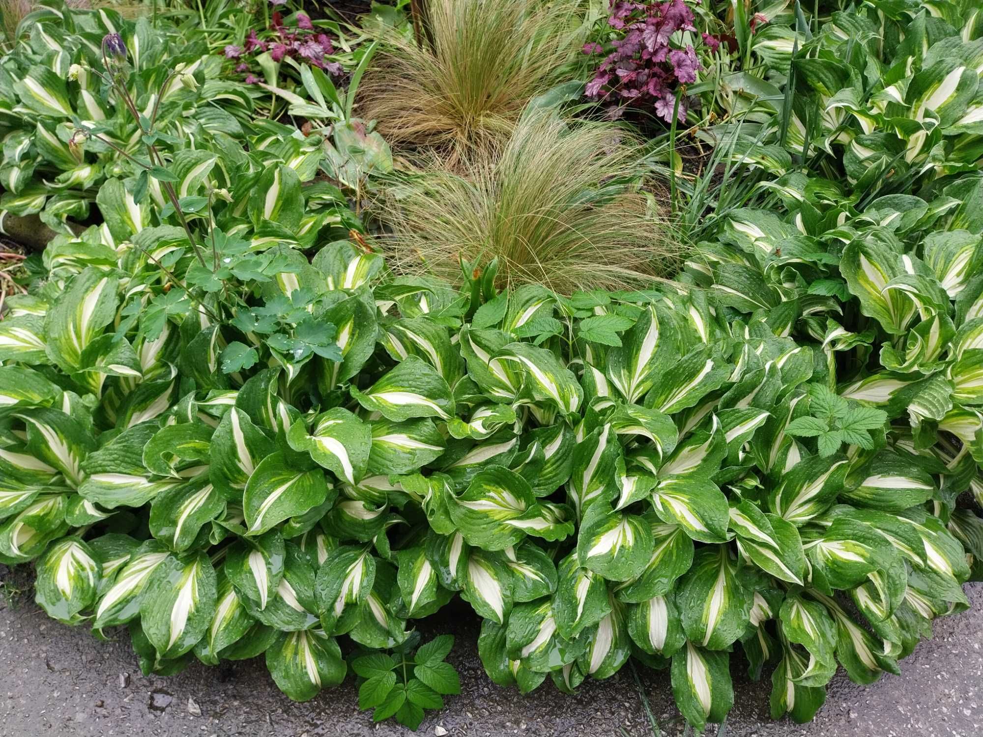 Hosta  funkie bardzo duże 20 sadzonek