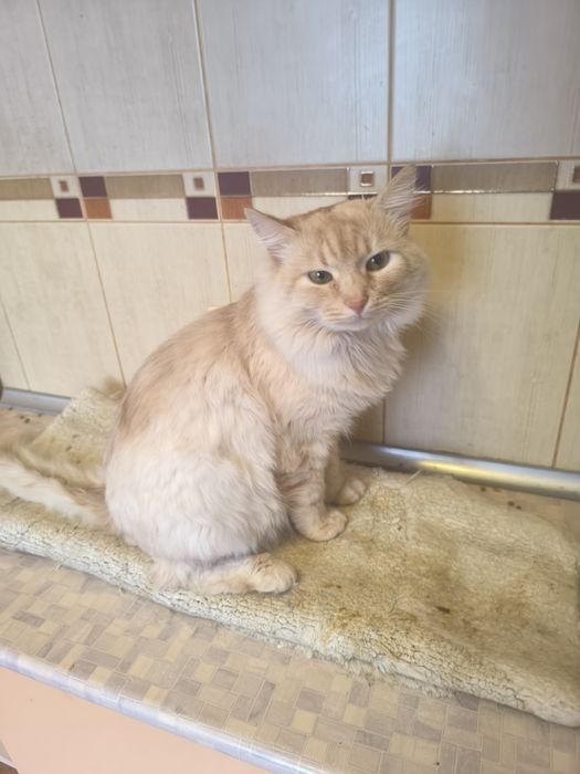 Котик,кіт в добрі руки