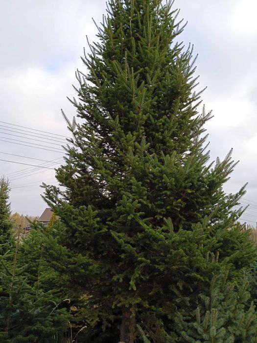 CHOINKI wys. od 3 do 9 m Jodła kaukaska, Świerk srebrny