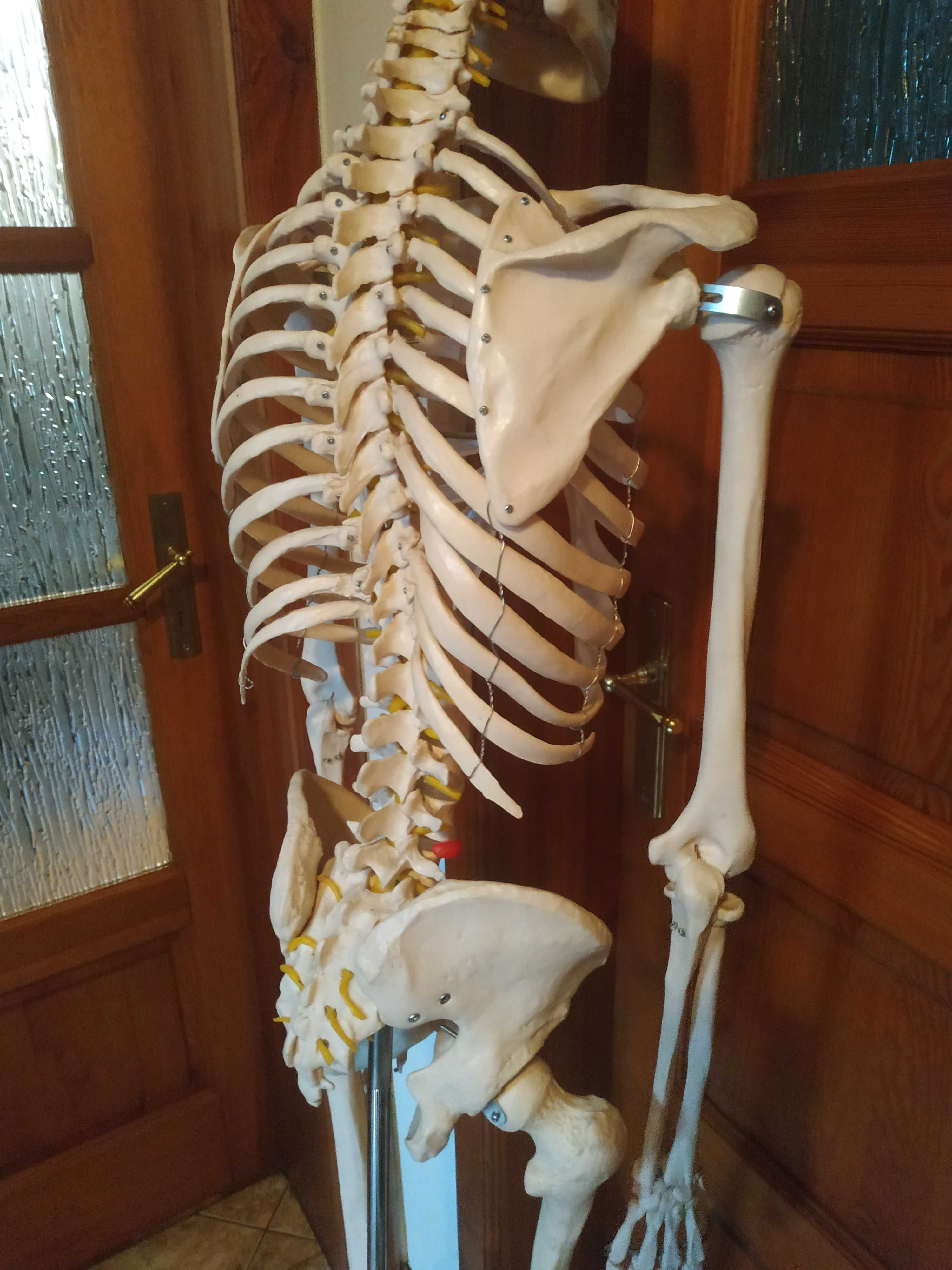 Model szkieletu człowieka profesjonalny