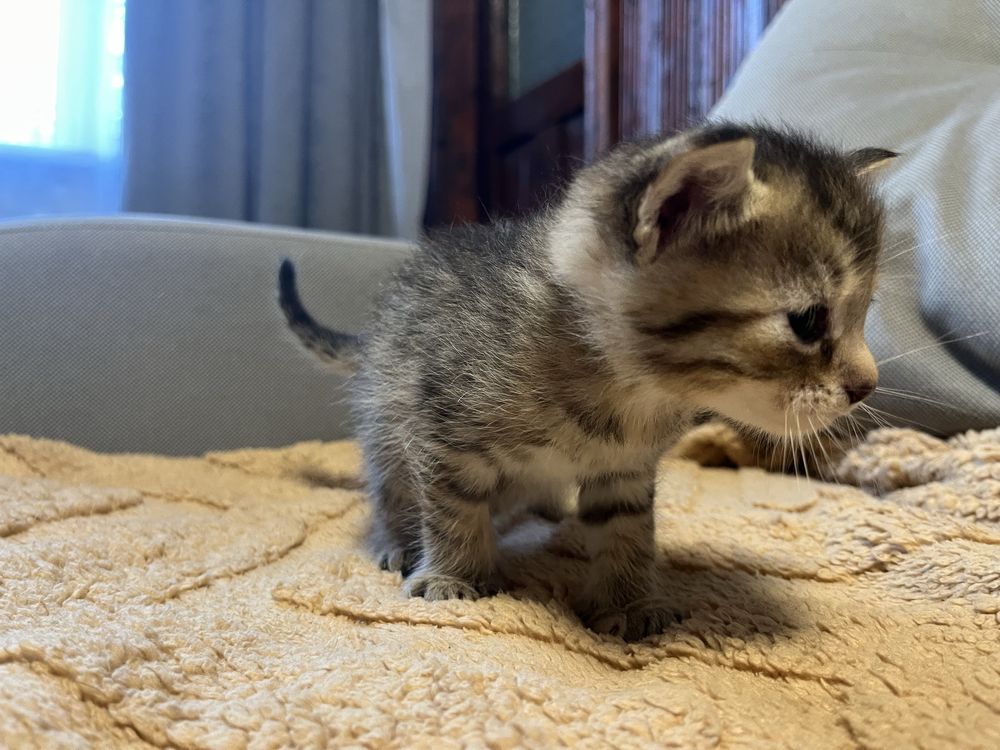 Море муркотіння у ваш дім!