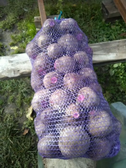 Буряк столовий домашній