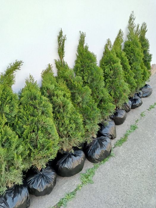 Продам туї ,пишні красуні,смарагд та голд смарагд