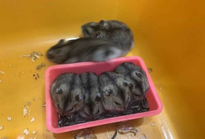 Хомяк джунгарський