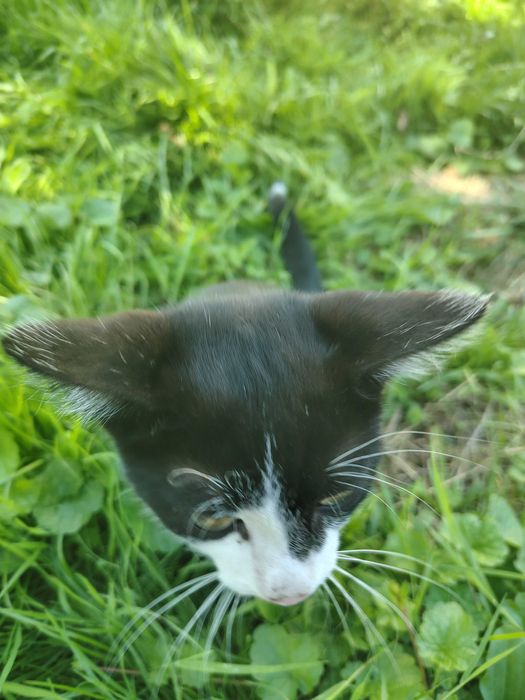 Котик / кіт / кошеня