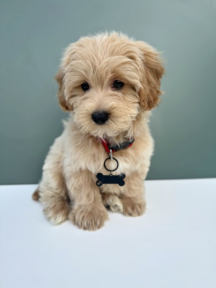 Maltipoo biszkoptowy piesek