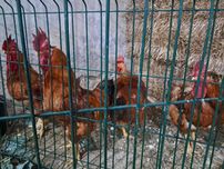 Galos para vender
