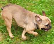 Buldog francuski