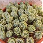 Suculentas - Lovely Rose