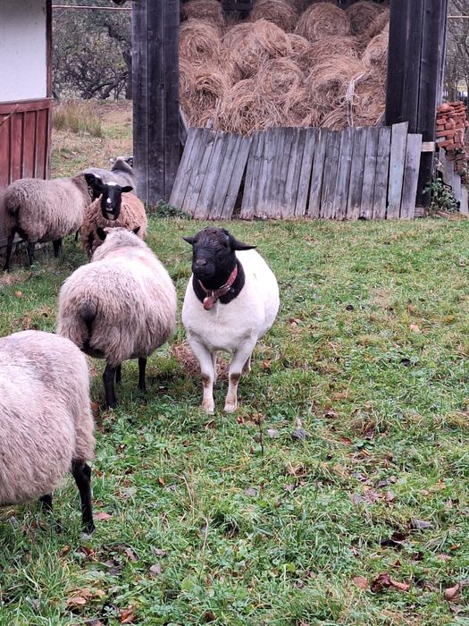 Баран Дорпер породистий
