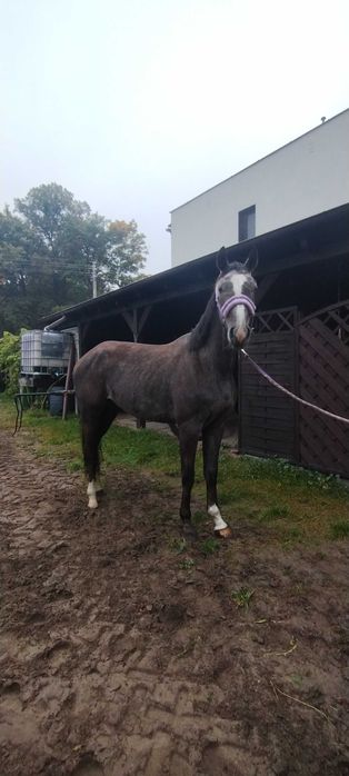 Klacz sp księga główna