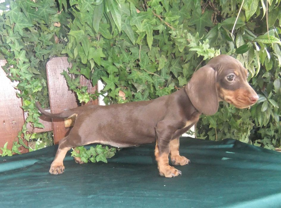 cachorra teckel miniatura