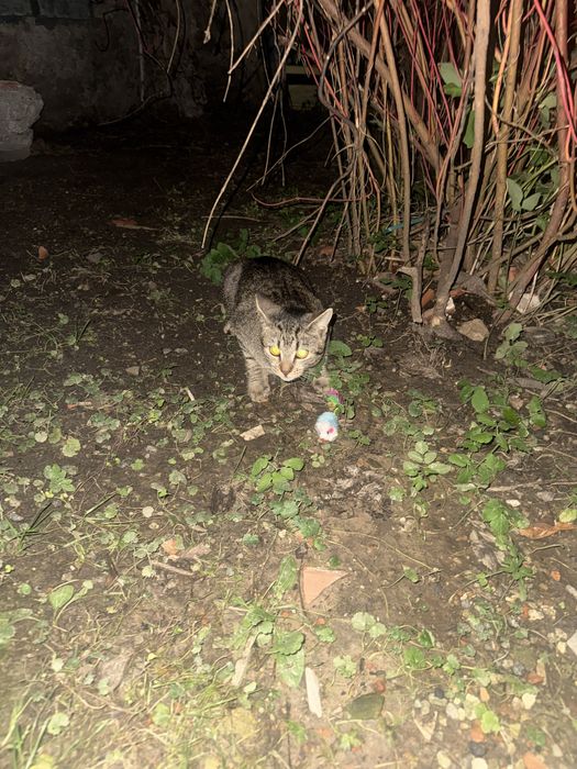 Domy dla dwóch kocich duszyczek