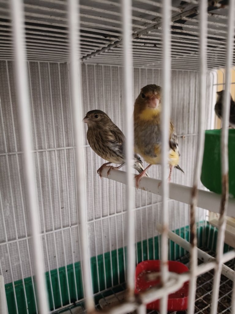Vendo canários novos deste ano