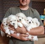 Бішон Фрізе, КСУ- FCI! Київ, або відправлю в інше місто чи країну