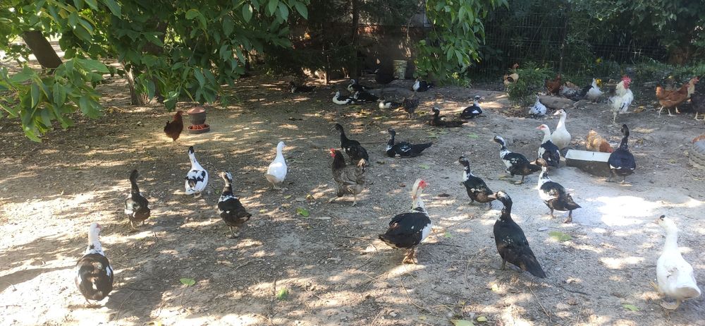 Kaczki z dowozem Warszawa - Pułtusk