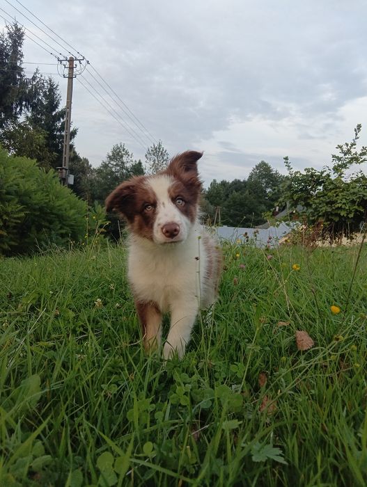 Border collie-chocolate tricolor-pies