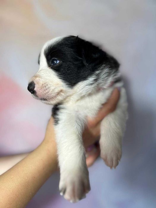 szczeniak Border Collie ZKwP (FCI) czarno-biały
