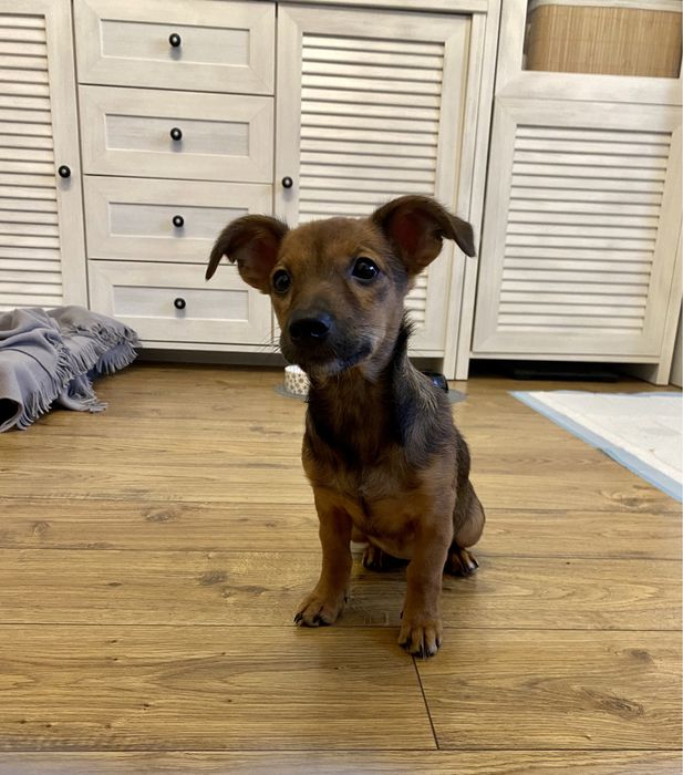 Didi-delikatna suczka-szczeniak czeka na spokojny dom