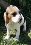 Excelente Macho Beagle Lop e afixo