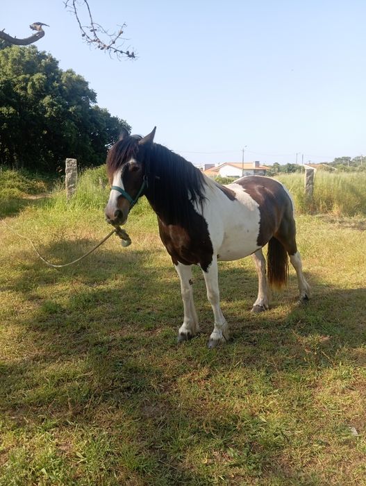 Égua gipsy portuguesa