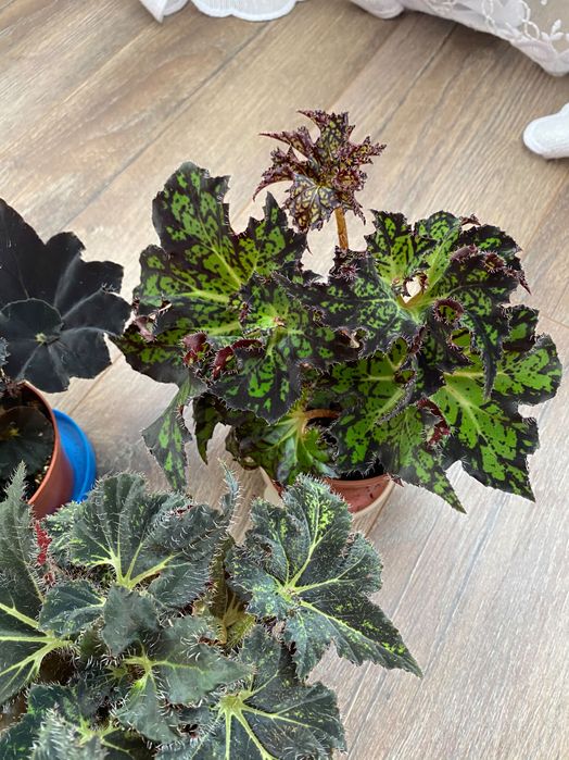 Продаются бегонии